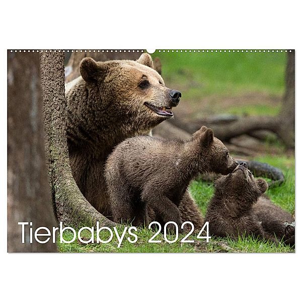 Tierbabys 2024 (Wandkalender 2024 DIN A2 quer), CALVENDO Monatskalender, Johann Schörkhuber