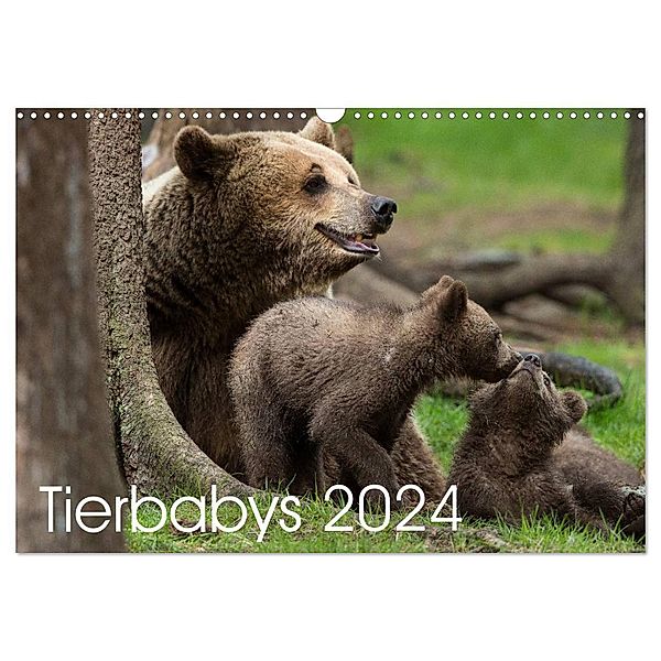 Tierbabys 2024 (Wandkalender 2024 DIN A3 quer), CALVENDO Monatskalender, Johann Schörkhuber