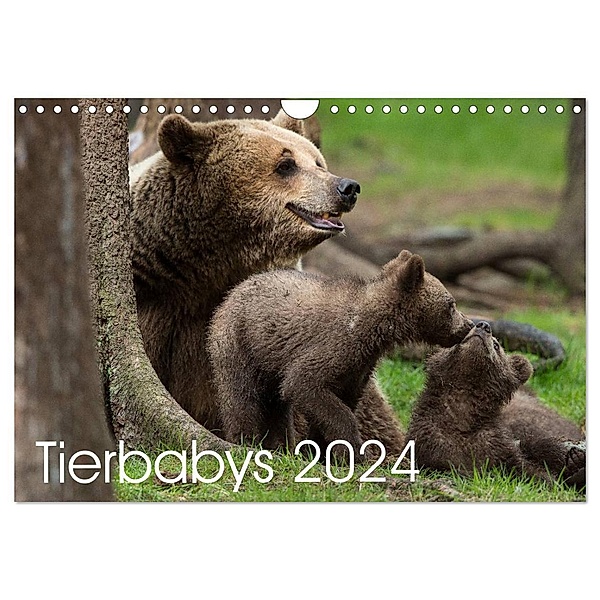 Tierbabys 2024 (Wandkalender 2024 DIN A4 quer), CALVENDO Monatskalender, Johann Schörkhuber