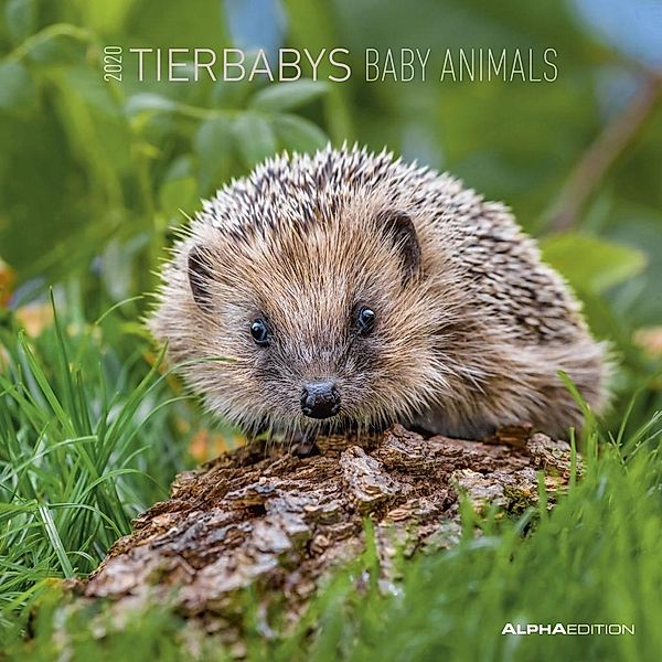 Tierbabys / Baby Animals 2020, ALPHA EDITION