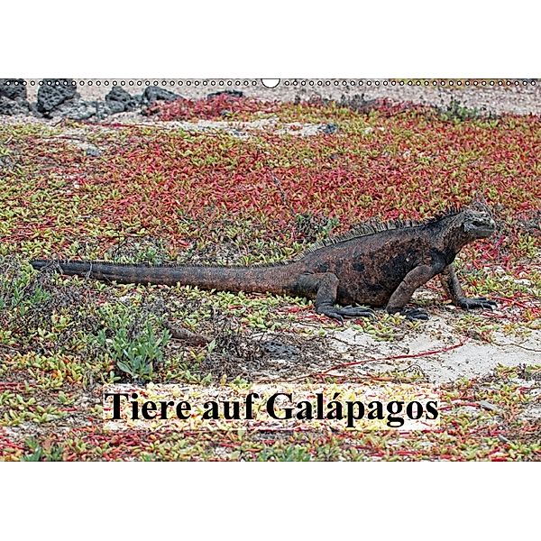 Tiere auf Galápagos (Wandkalender 2018 DIN A2 quer), W. Brüchle