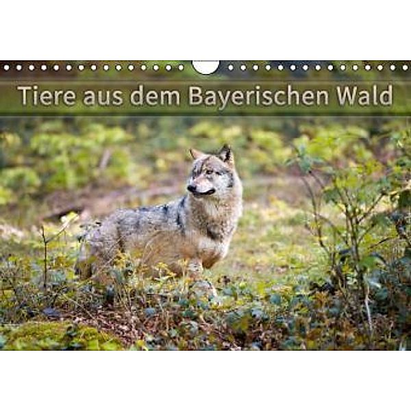 Tiere aus dem Bayerischen Wald (Wandkalender 2015 DIN A4 quer), CH Photography