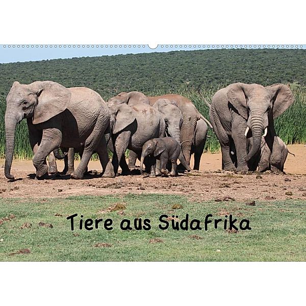 Tiere aus Südafrika (Wandkalender 2023 DIN A2 quer), W. Brüchle