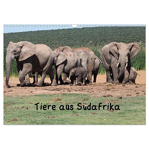 Tiere aus Südafrika (Wandkalender 2024 DIN A3 quer), CALVENDO Monatskalender, W. Brüchle