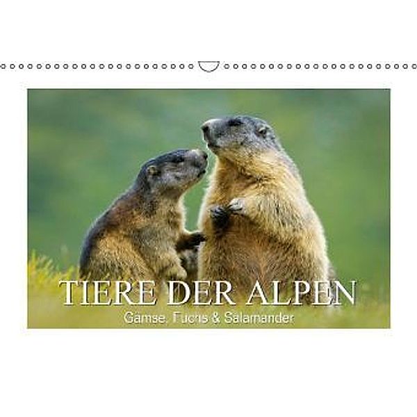 Tiere der Alpen - Gämse, Fuchs und Salamander (Wandkalender 2015 DIN A3 quer), CALVENDO