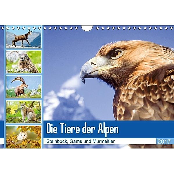 Tiere der Alpen: Steinbock, Gams und Murmeltier (Wandkalender 2017 DIN A4 quer), k.A. CALVENDO