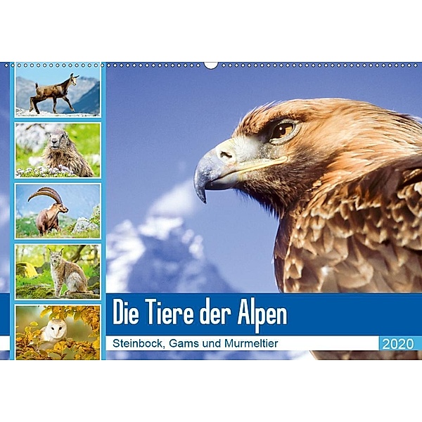 Tiere der Alpen: Steinbock, Gams und Murmeltier (Wandkalender 2020 DIN A2 quer)