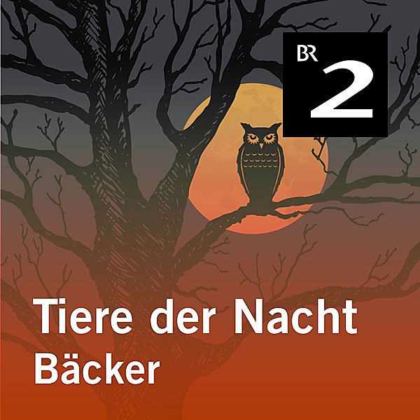 Tiere der Nacht - 2 - Tiere der Nacht: Bäcker, Silke Wolfrum