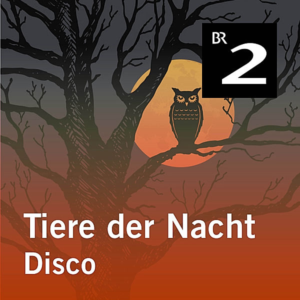 Tiere der Nacht - 5 - Tiere der Nacht: Disco, Silke Wolfrum