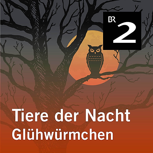 Tiere der Nacht - 9 - Tiere der Nacht: Glühwürmchen, Silke Wolfrum