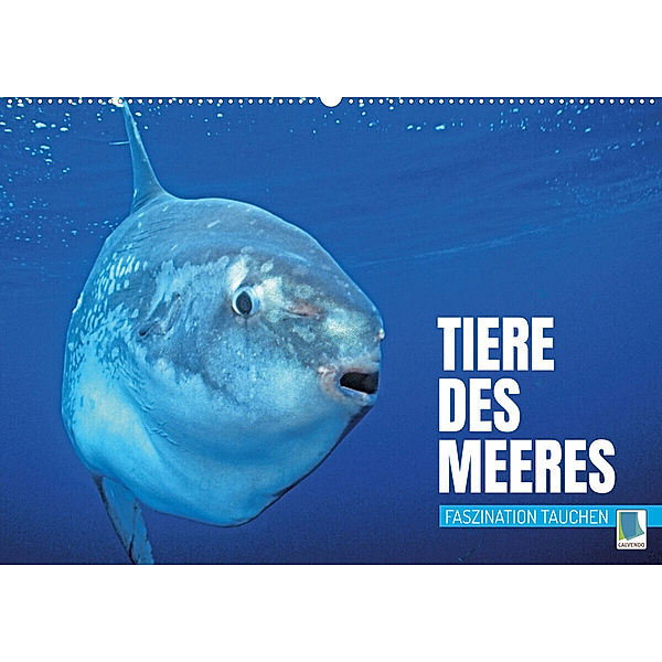 Tiere des Meeres: Faszination Tauchen (Wandkalender 2023 DIN A2 quer), Calvendo