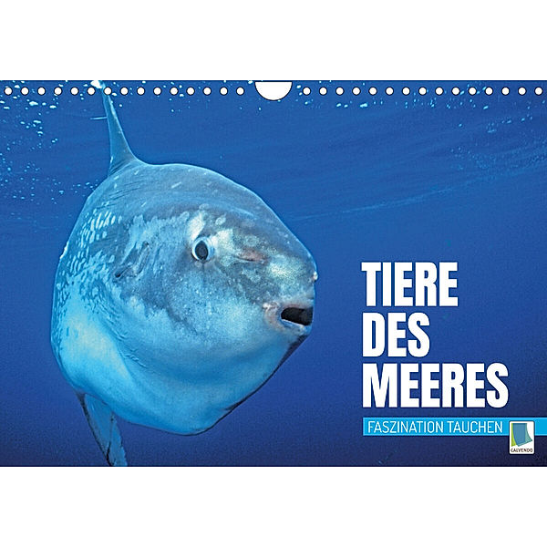 Tiere des Meeres: Faszination Tauchen (Wandkalender 2023 DIN A4 quer), Calvendo