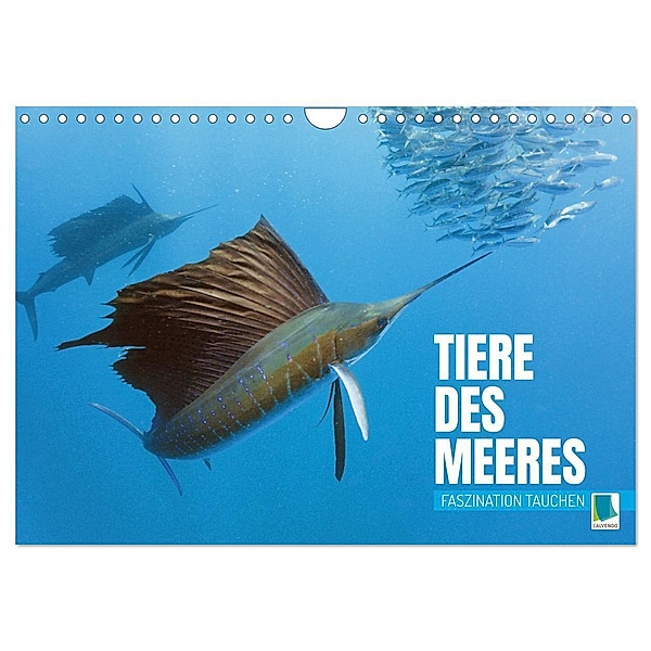 Tiere des Meeres: Faszination Tauchen (Wandkalender 2024 DIN A4 quer), CALVENDO Monatskalender, Calvendo
