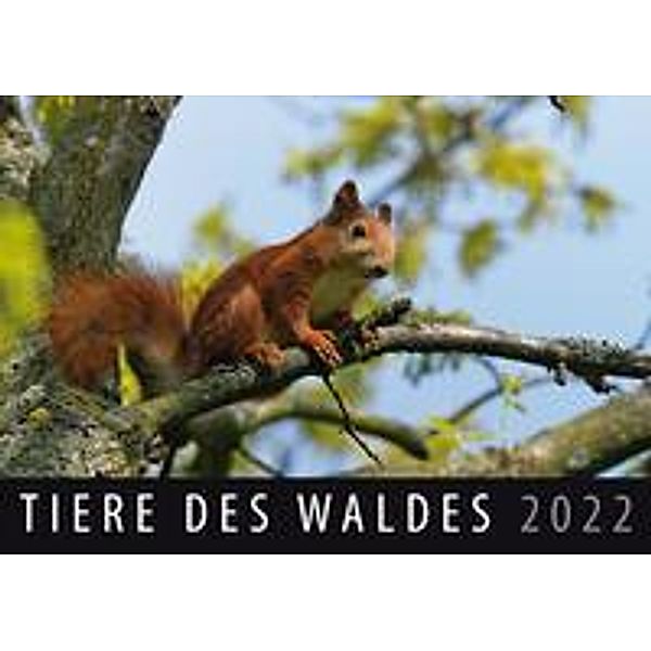 Tiere des Waldes 2022