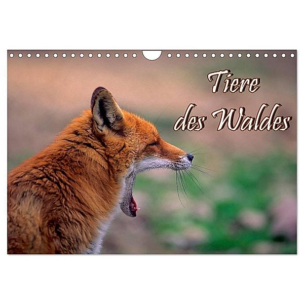 Tiere des Waldes (Wandkalender 2025 DIN A4 quer), CALVENDO Monatskalender, Calvendo, Bildagentur Geduldig