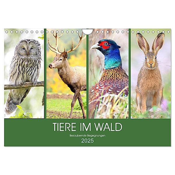 Tiere im Wald. Bezaubernde Begegnungen (Wandkalender 2025 DIN A4 quer), CALVENDO Monatskalender, Calvendo, Rose Hurley