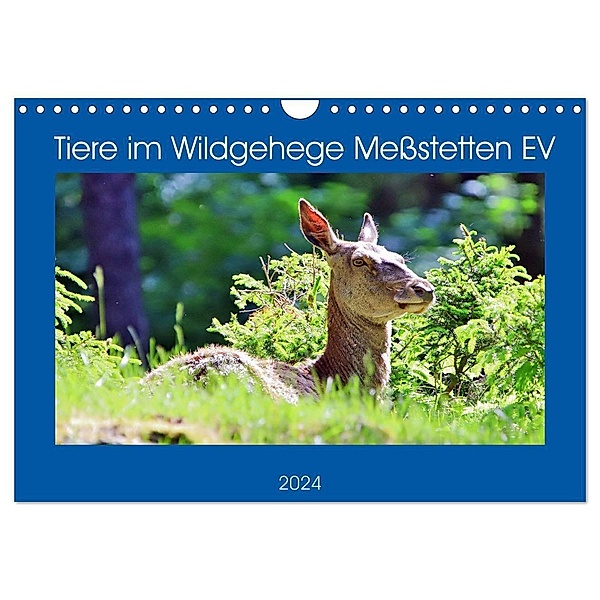 Tiere im Wildgehege Meßstetten EV (Wandkalender 2024 DIN A4 quer), CALVENDO Monatskalender, Günther Geiger
