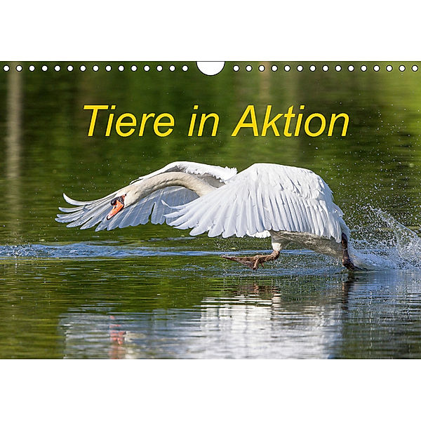 Tiere in Aktion (Wandkalender 2019 DIN A4 quer), Wilfried Martin