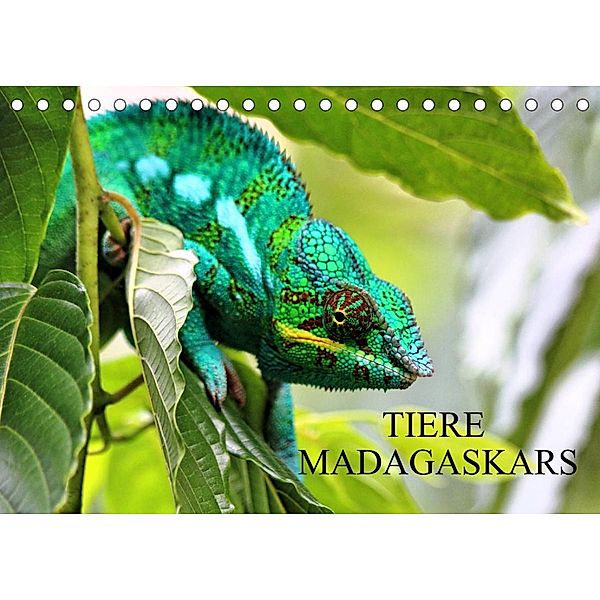 Tiere Madagaskars (Tischkalender 2023 DIN A5 quer), Céline Baur