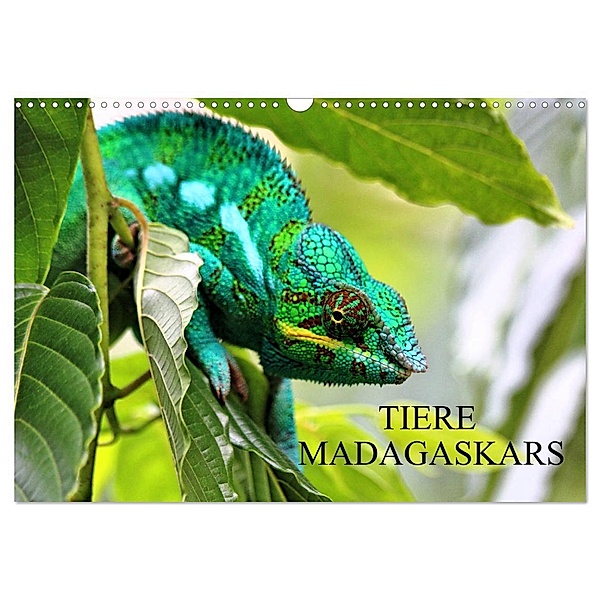 Tiere Madagaskars (Wandkalender 2024 DIN A3 quer), CALVENDO Monatskalender, Céline Baur