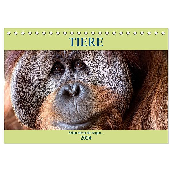 Tiere Schau mir in die Augen (Tischkalender 2024 DIN A5 quer), CALVENDO Monatskalender, Armin Joecks