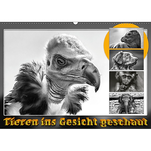 Tieren ins Gesicht geschaut (Wandkalender 2019 DIN A2 quer), Dieter Gödecke
