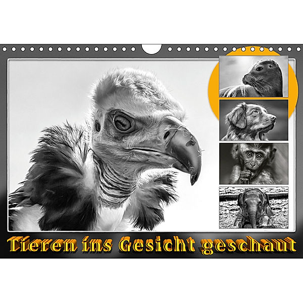 Tieren ins Gesicht geschaut (Wandkalender 2019 DIN A4 quer), Dieter Gödecke