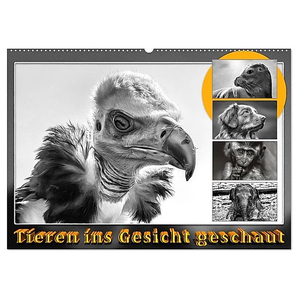 Tieren ins Gesicht geschaut (Wandkalender 2024 DIN A2 quer), CALVENDO Monatskalender, Dieter Gödecke