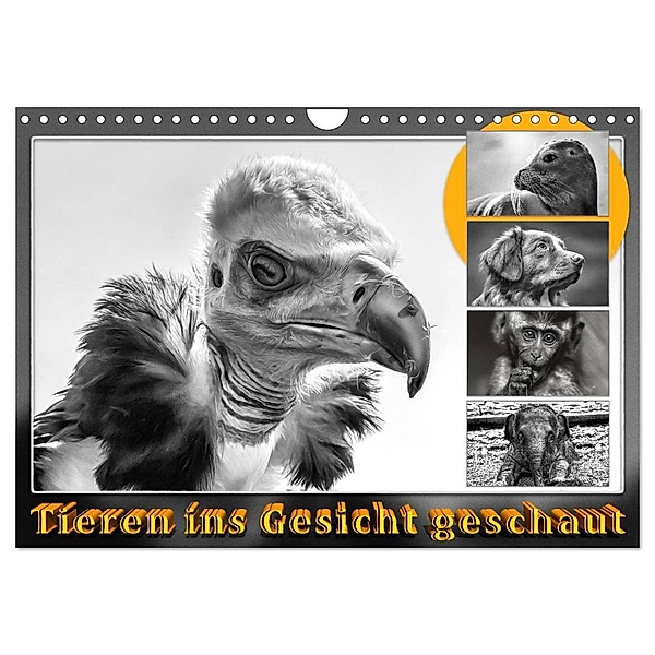 Tieren ins Gesicht geschaut (Wandkalender 2024 DIN A4 quer), CALVENDO Monatskalender, Dieter Gödecke