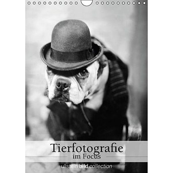 Tierfotografie im Focus (Wandkalender 2016 DIN A4 hoch), ullstein bild Axel Springer Syndication GmbH