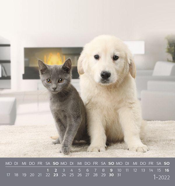 aufstellbarer Postkartenkalender, Tierfreundschaften 2022 