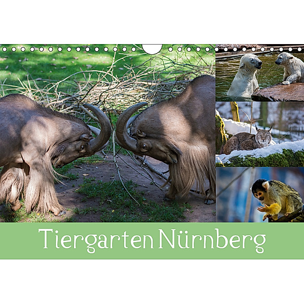 Tiergarten N?rnberg (Wandkalender 2019 DIN A4 quer), Ronny Haas