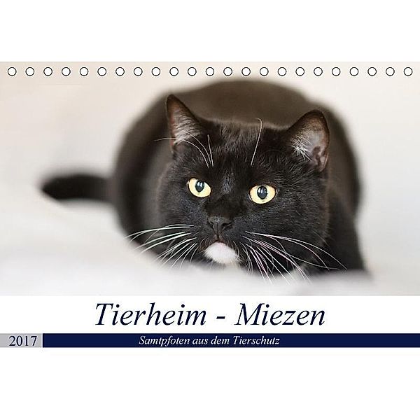 Tierheim-Miezen (Tischkalender 2017 DIN A5 quer), Doris Metternich