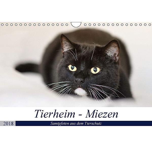 Tierheim - Miezen (Wandkalender 2018 DIN A4 quer) Dieser erfolgreiche Kalender wurde dieses Jahr mit gleichen Bildern un, Doris Metternich