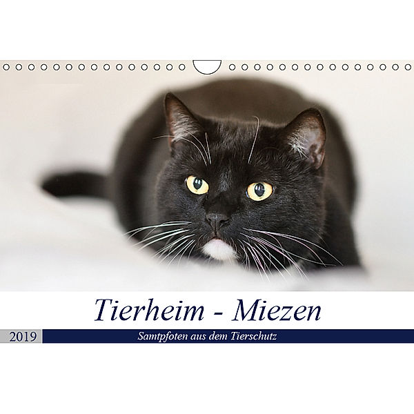 Tierheim - Miezen (Wandkalender 2019 DIN A4 quer), Doris Metternich