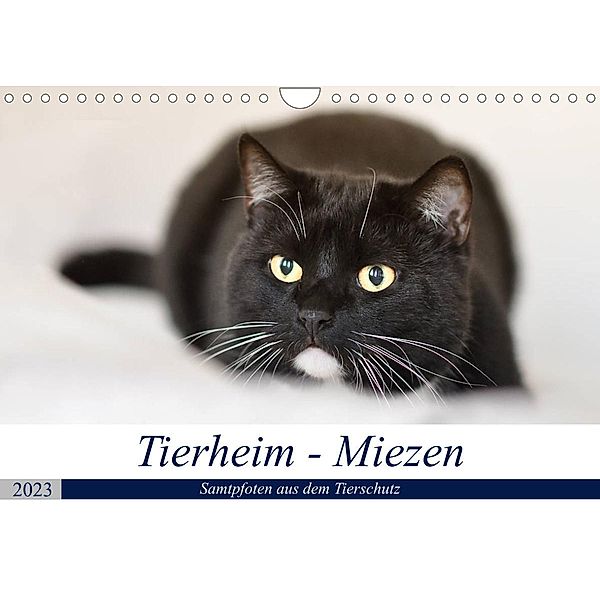 Tierheim - Miezen (Wandkalender 2023 DIN A4 quer), Doris Metternich