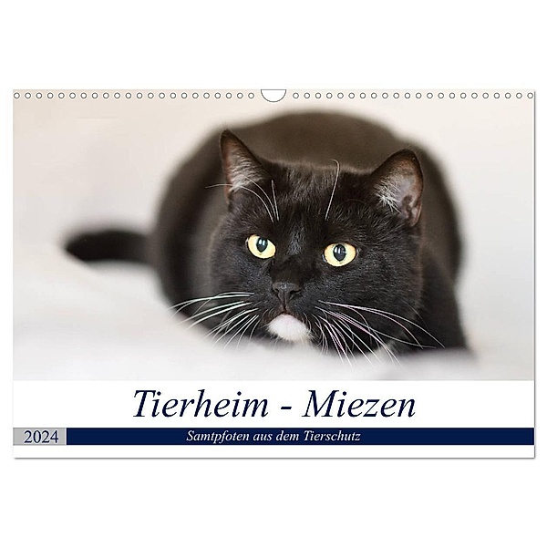 Tierheim - Miezen (Wandkalender 2024 DIN A3 quer), CALVENDO Monatskalender, Doris Metternich