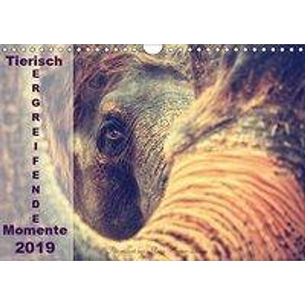 Tierisch ERGREIFENDE Momente 2019 (Wandkalender 2019 DIN A4 quer), Antje Wenner-Braun