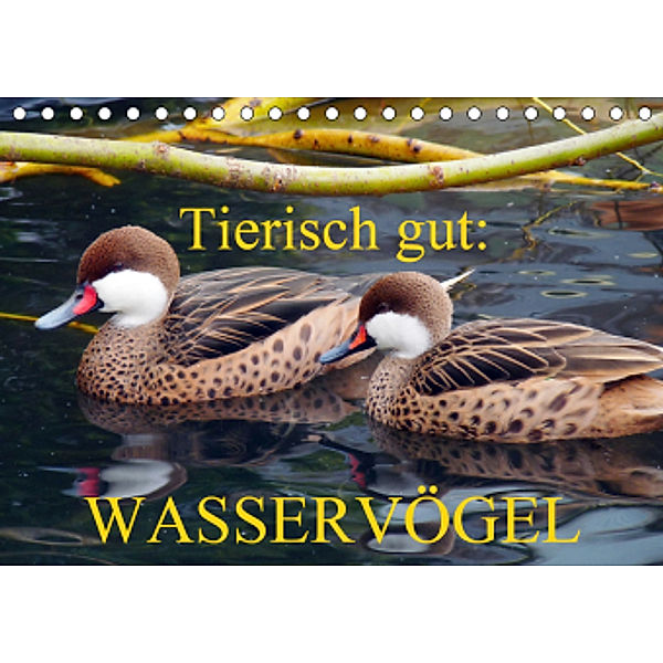 Tierisch gut: Wasservögel (Tischkalender 2021 DIN A5 quer), Gisela Kruse