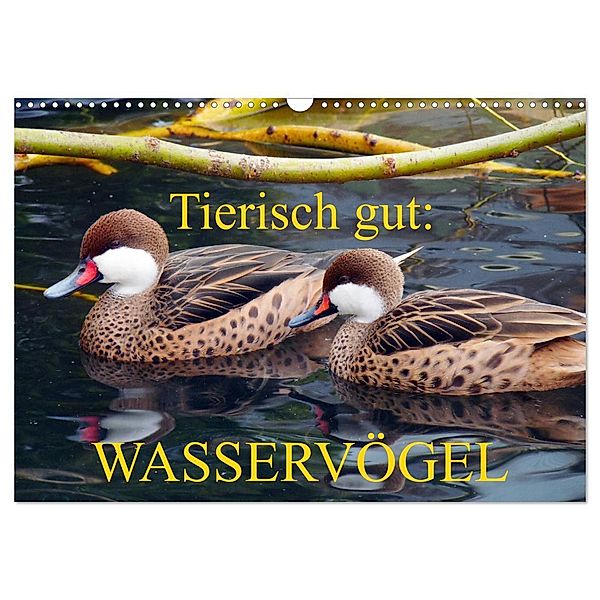 Tierisch gut: Wasservögel (Wandkalender 2025 DIN A3 quer), CALVENDO Monatskalender, Calvendo, Gisela Kruse