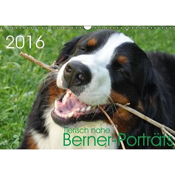 Tierisch nahe Berner-Porträts (Wandkalender 2016 DIN A3 quer), Sonja Brenner