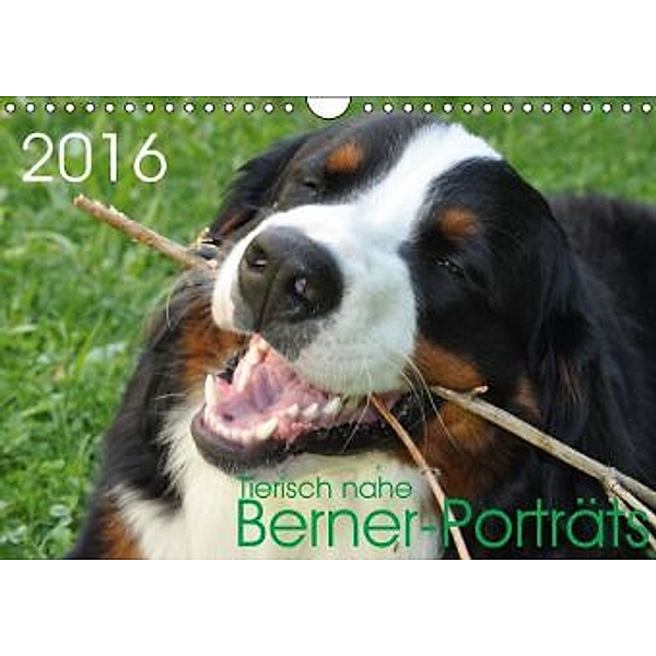 Tierisch nahe Berner-Porträts (Wandkalender 2016 DIN A4 quer), Sonja Brenner