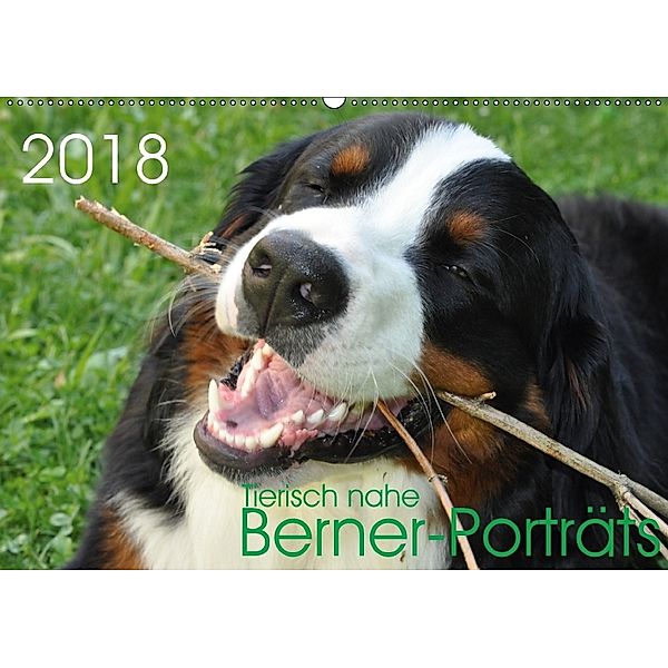 Tierisch nahe Berner-Porträts (Wandkalender 2018 DIN A2 quer), Sonja Brenner