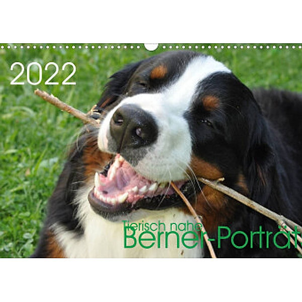 Tierisch nahe Berner-Porträts (Wandkalender 2022 DIN A3 quer), Sonja Brenner