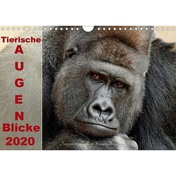 Tierische Augen-Blicke 2020 (Wandkalender 2020 DIN A4 quer), Antje Wenner-Braun