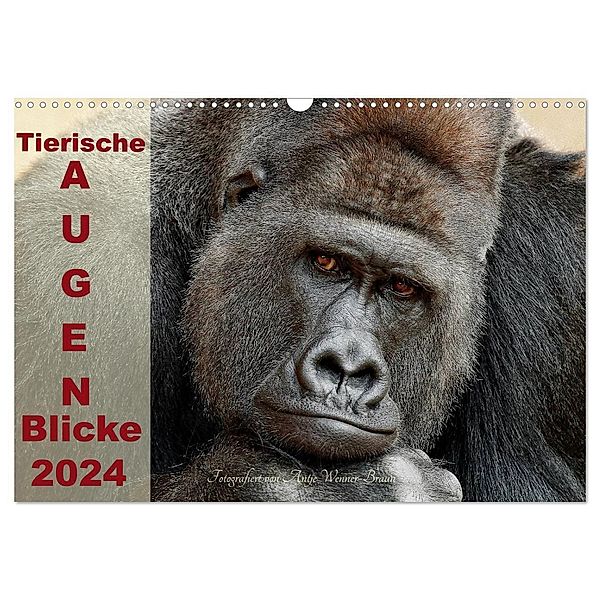 Tierische Augen-Blicke 2024 (Wandkalender 2024 DIN A3 quer), CALVENDO Monatskalender, Antje Wenner-Braun