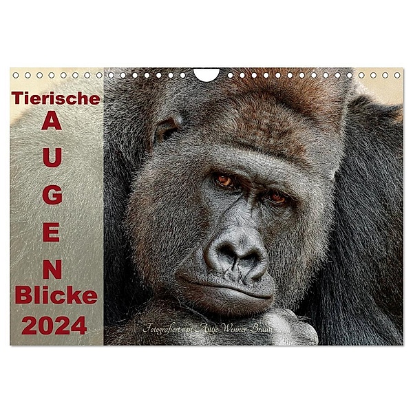 Tierische Augen-Blicke 2024 (Wandkalender 2024 DIN A4 quer), CALVENDO Monatskalender, Antje Wenner-Braun