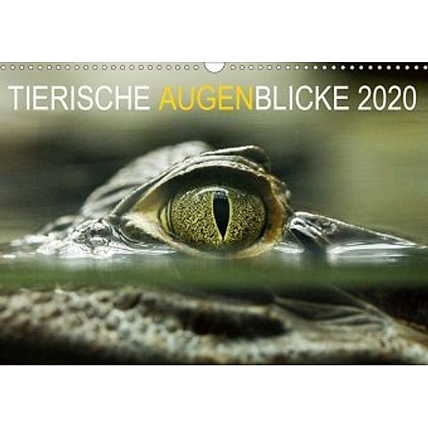 Tierische Augenblicke 2020 (Wandkalender 2020 DIN A3 quer), Katja Jentschura