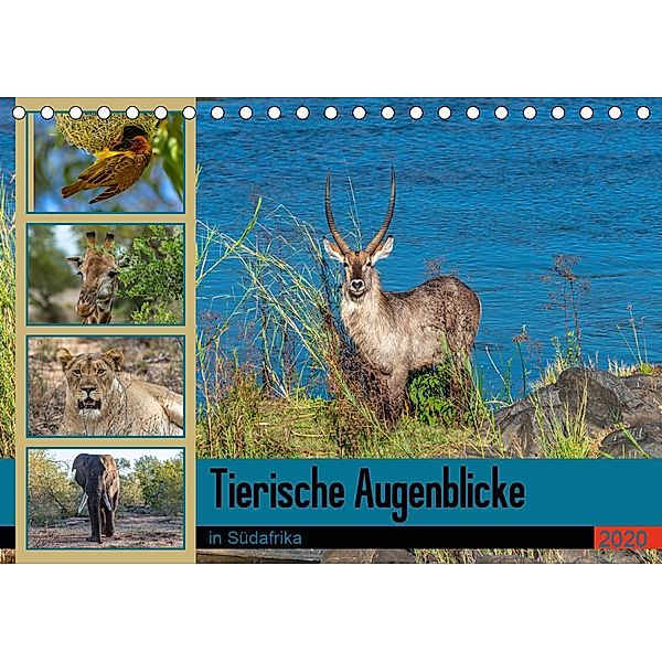 Tierische Augenblicke in Südafrika (Tischkalender 2020 DIN A5 quer), Norbert W. Saul