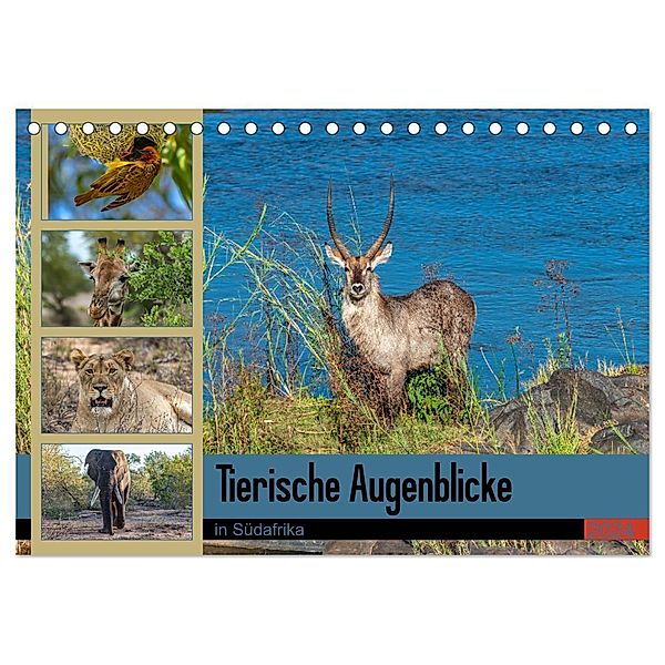 Tierische Augenblicke in Südafrika (Tischkalender 2024 DIN A5 quer), CALVENDO Monatskalender, Norbert W. Saul